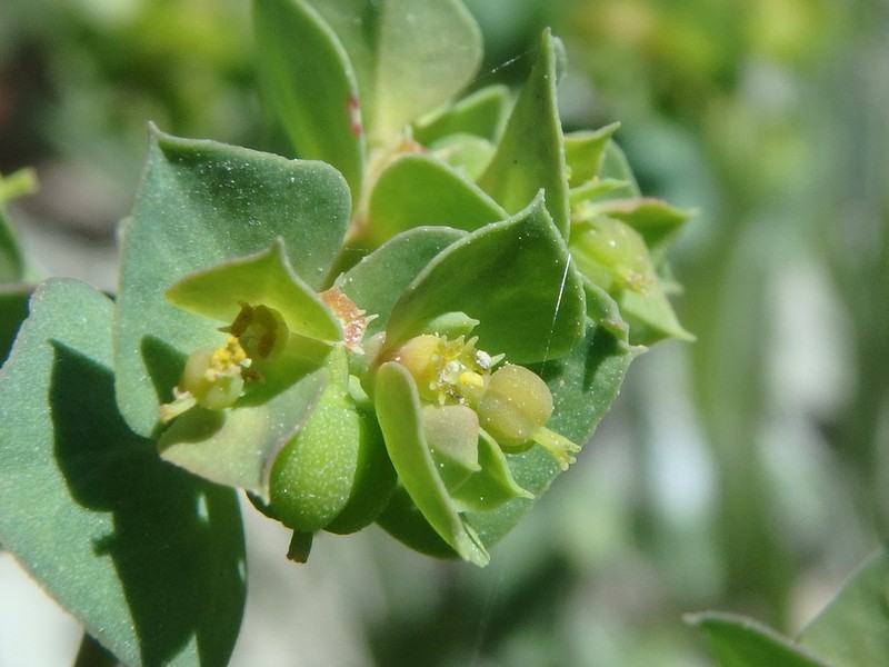 Euphorbia aulacosperma photo 8