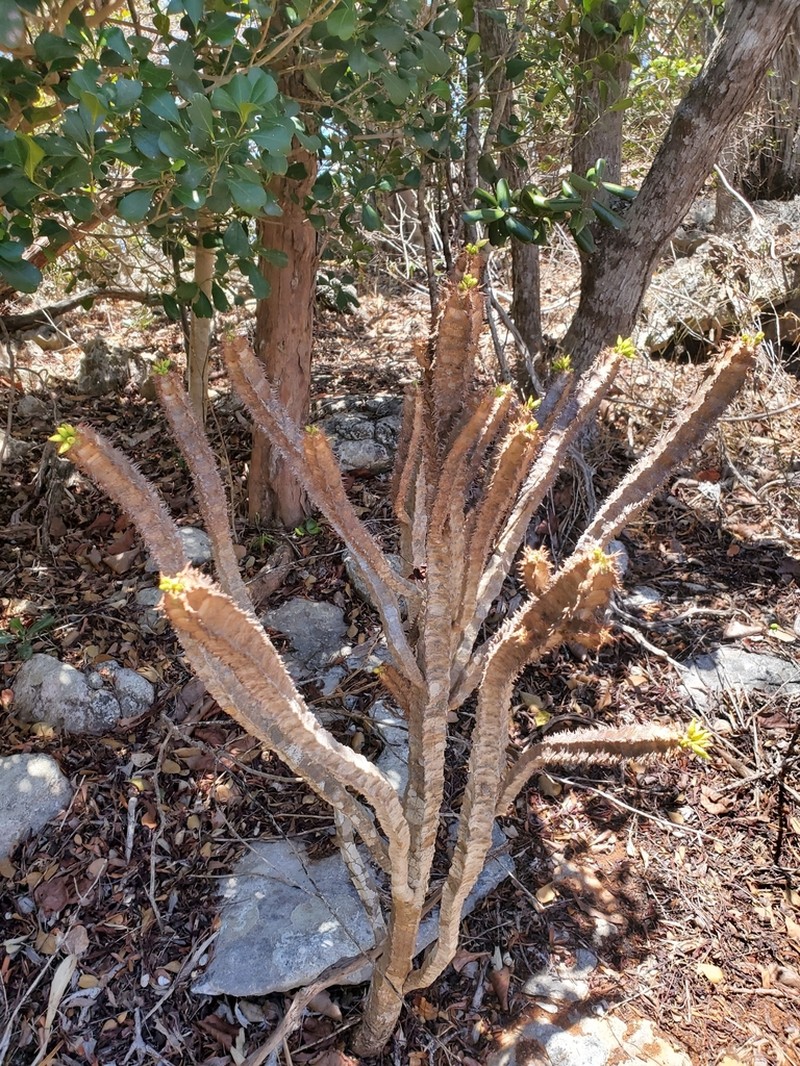 Euphorbia aureoviridiflora