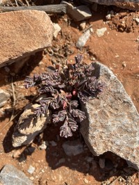 Euphorbia australis