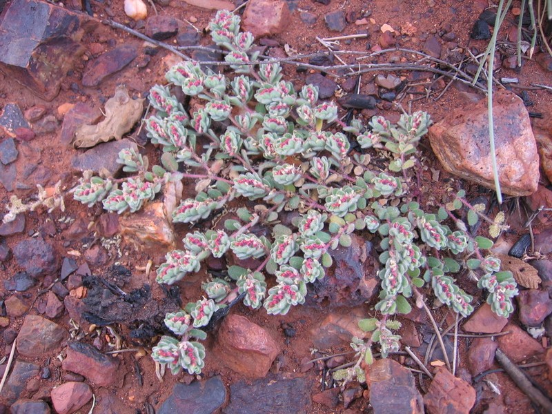 Euphorbia australis photo 2