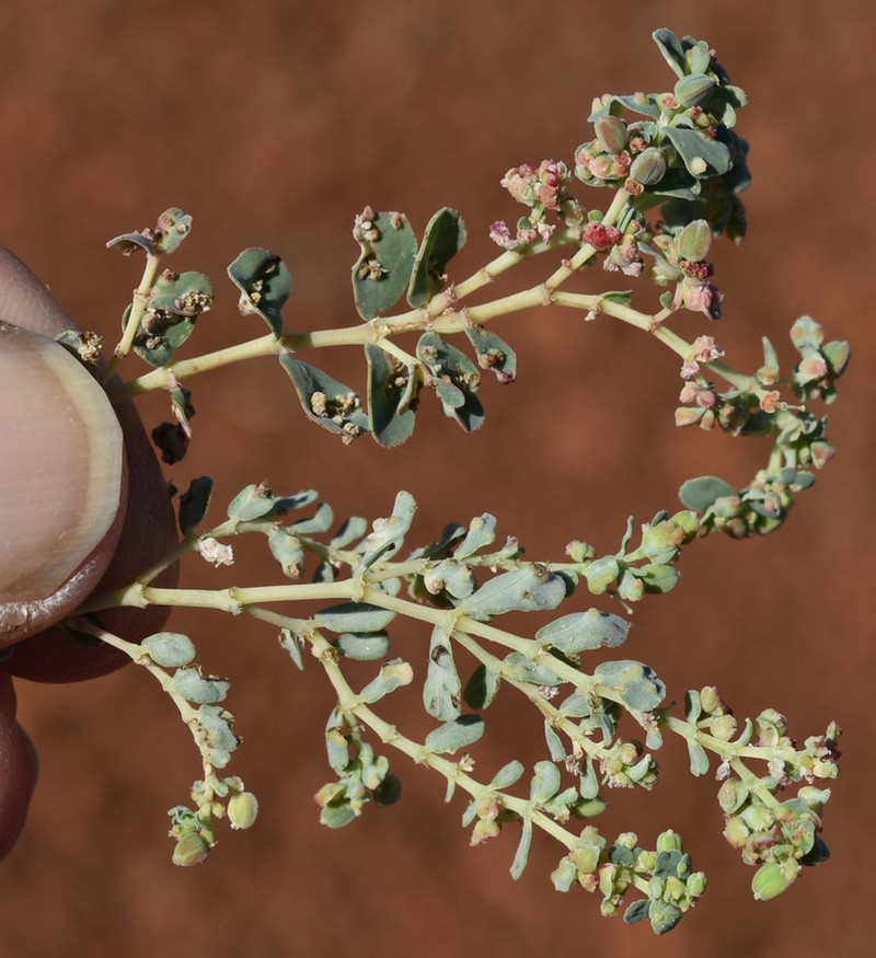 Euphorbia australis photo 3