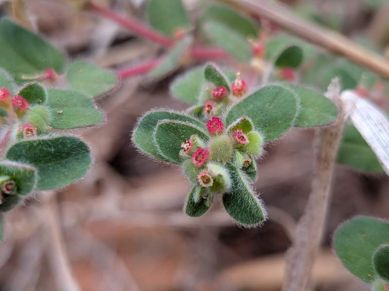 Euphorbia australis photo 4