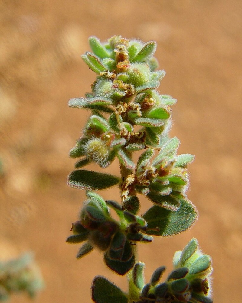 Euphorbia australis photo 6