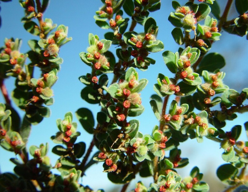 Euphorbia australis photo 8