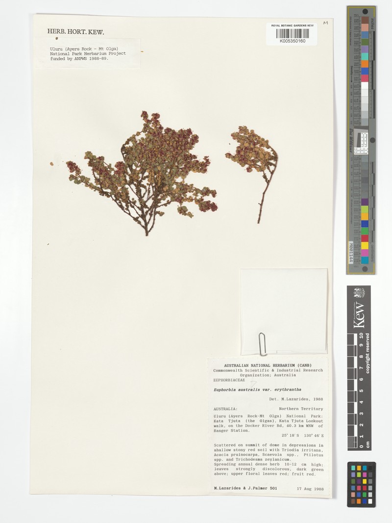 Euphorbia australis var. erythrantha photo 2