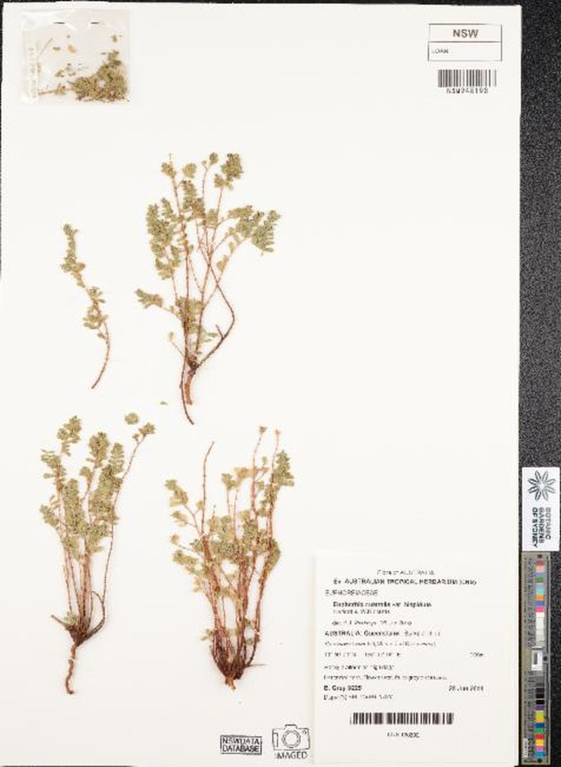 Euphorbia australis var. hispidula