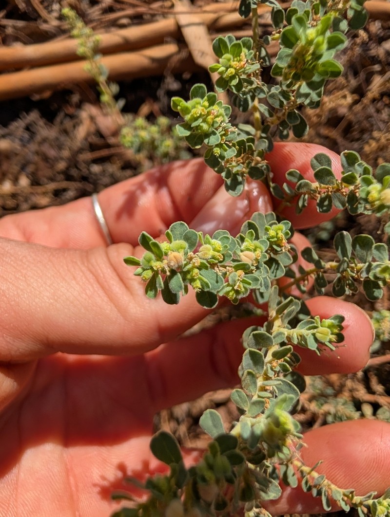 Euphorbia australis var. subtomentosa