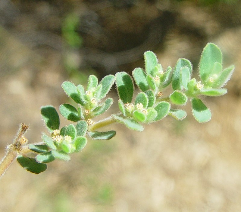 Euphorbia australis var. subtomentosa photo 2