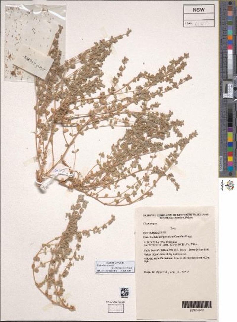 Euphorbia australis var. subtomentosa photo 3