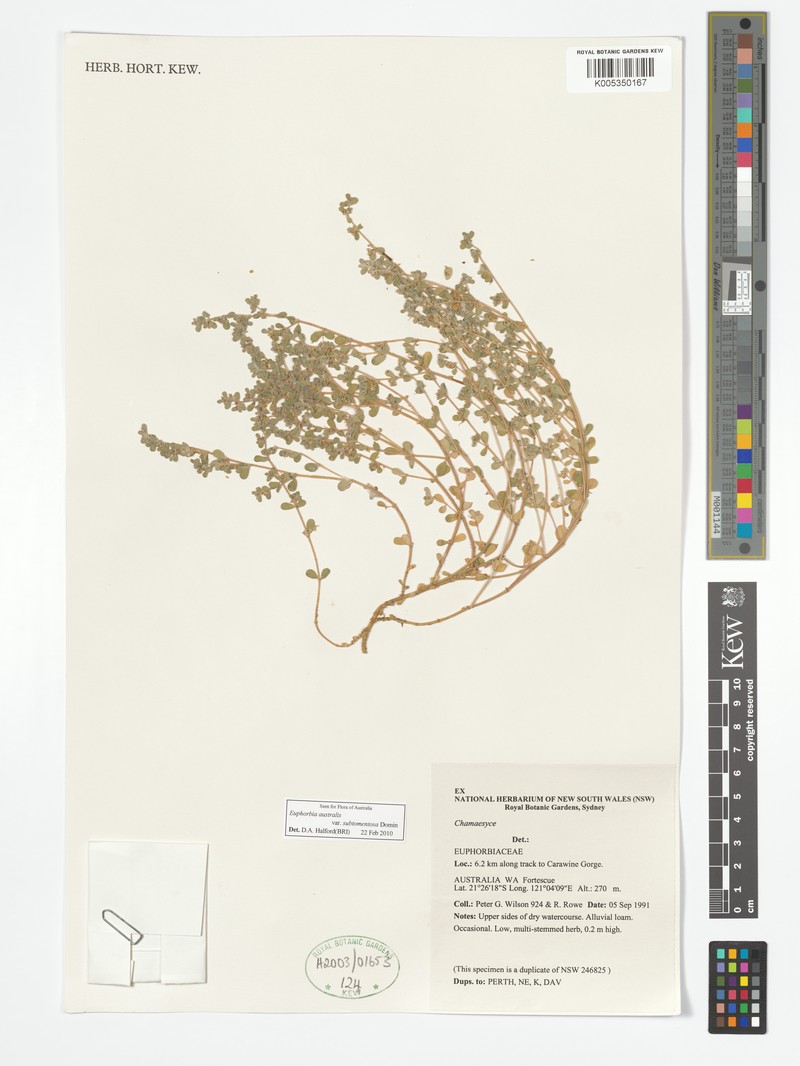 Euphorbia australis var. subtomentosa photo 4