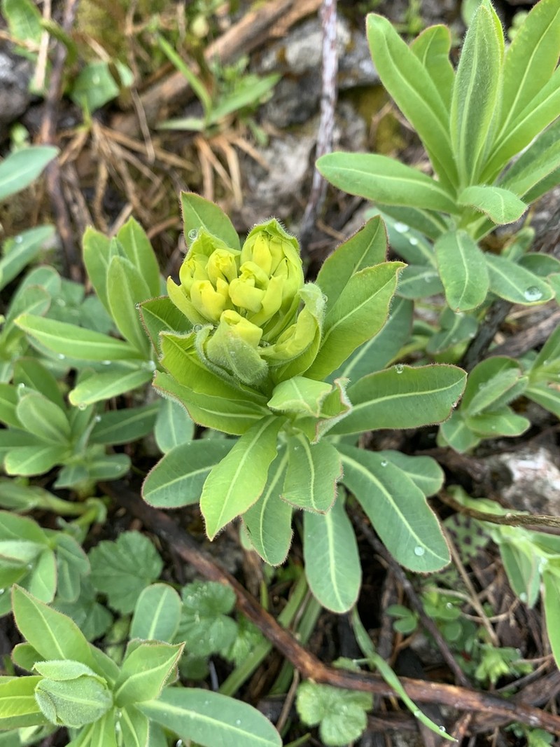 Euphorbia austriaca photo 2
