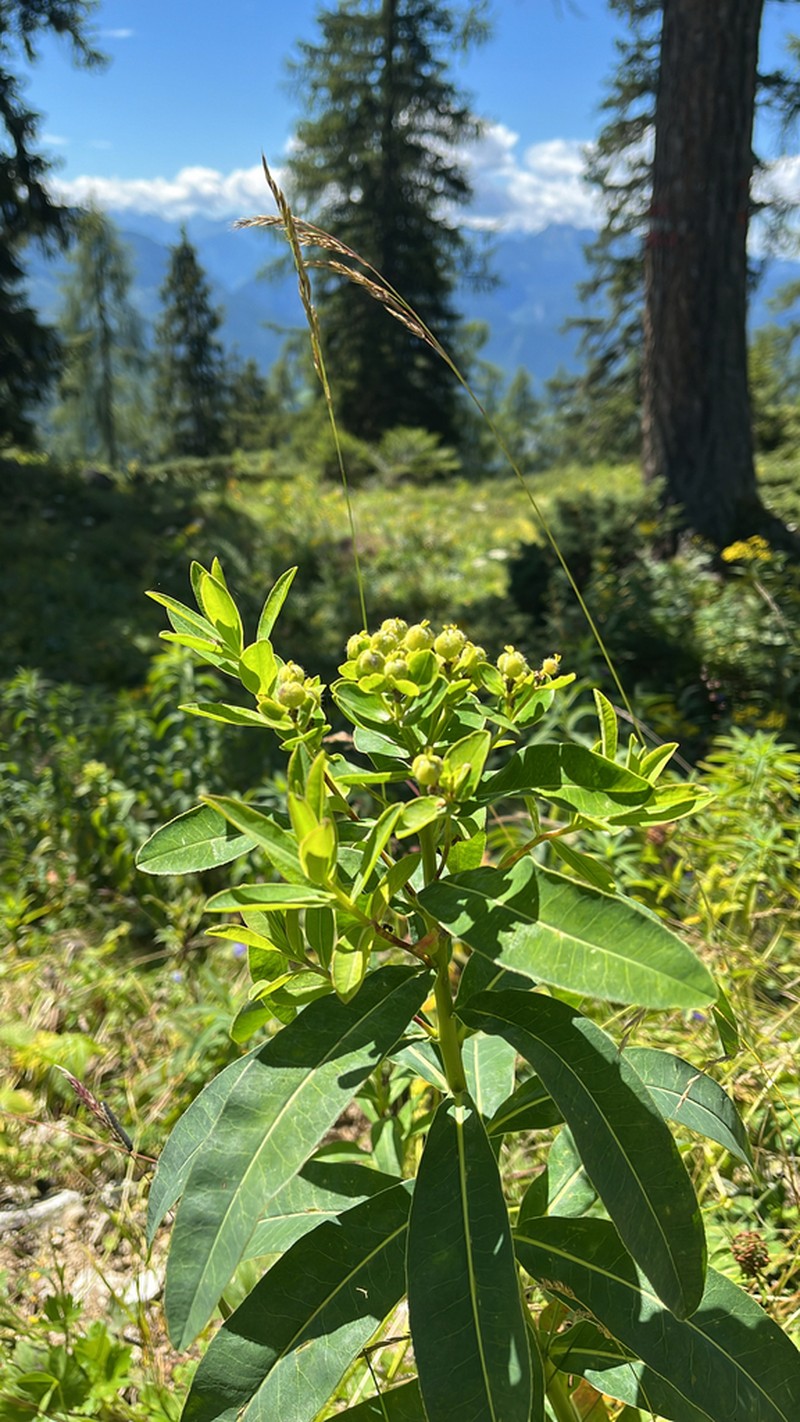 Euphorbia austriaca photo 3
