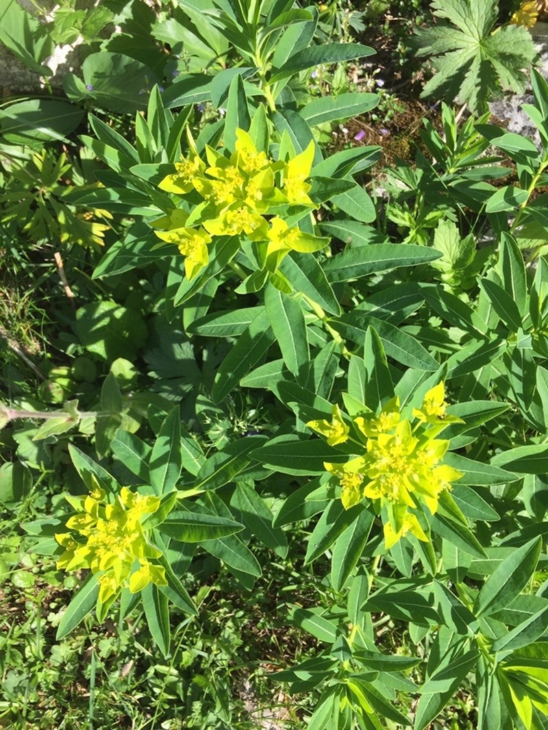 Euphorbia austriaca photo 4