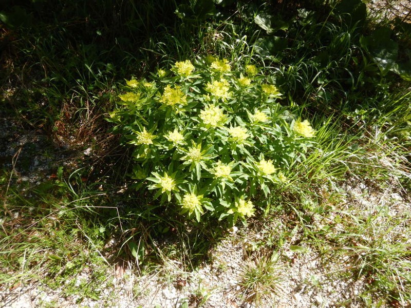 Euphorbia austriaca photo 5