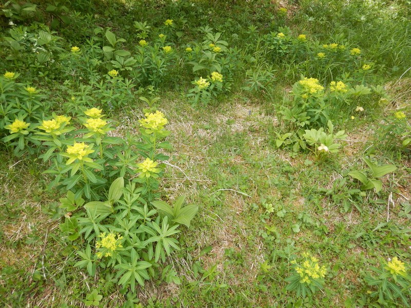 Euphorbia austriaca photo 6