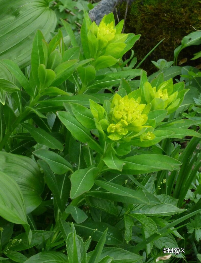 Euphorbia austriaca photo 7