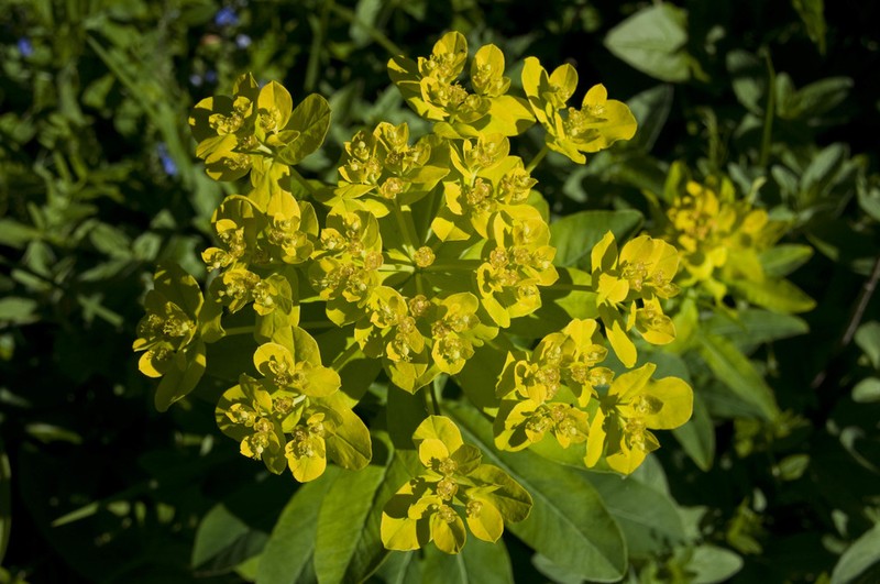 Euphorbia austriaca photo 8