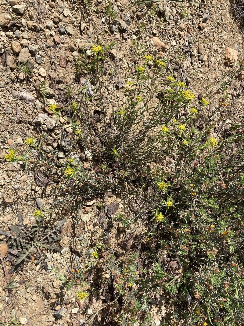 Euphorbia austroanatolica photo 2