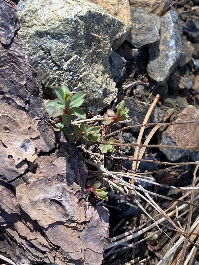 Euphorbia austroanatolica photo 3