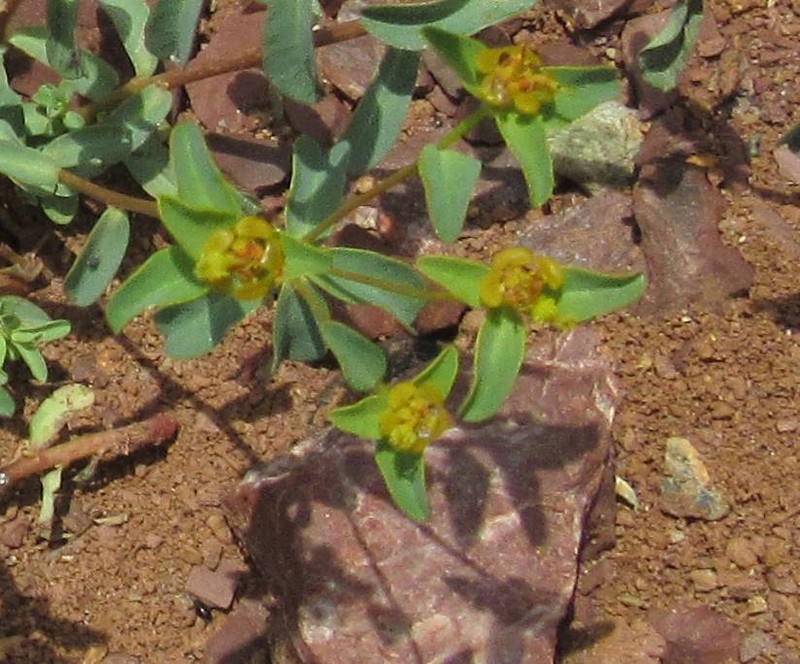 Euphorbia austroanatolica photo 4