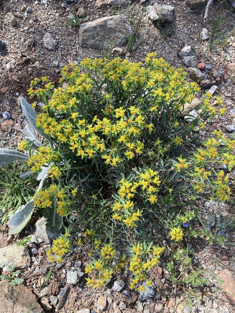 Euphorbia austroanatolica photo 5
