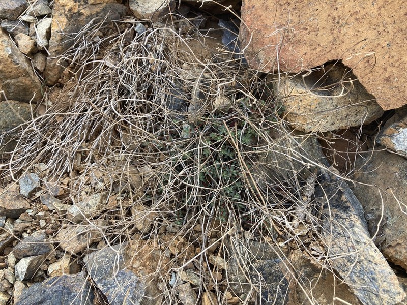 Euphorbia austroanatolica photo 6