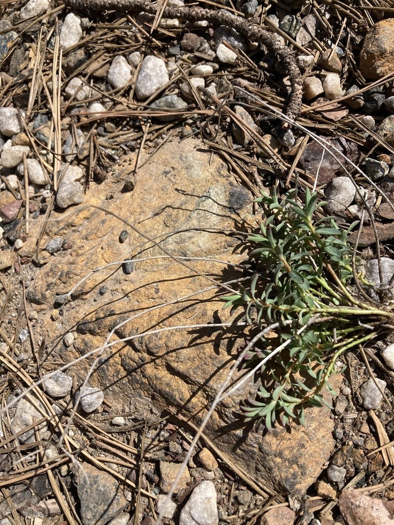 Euphorbia austroanatolica photo 7