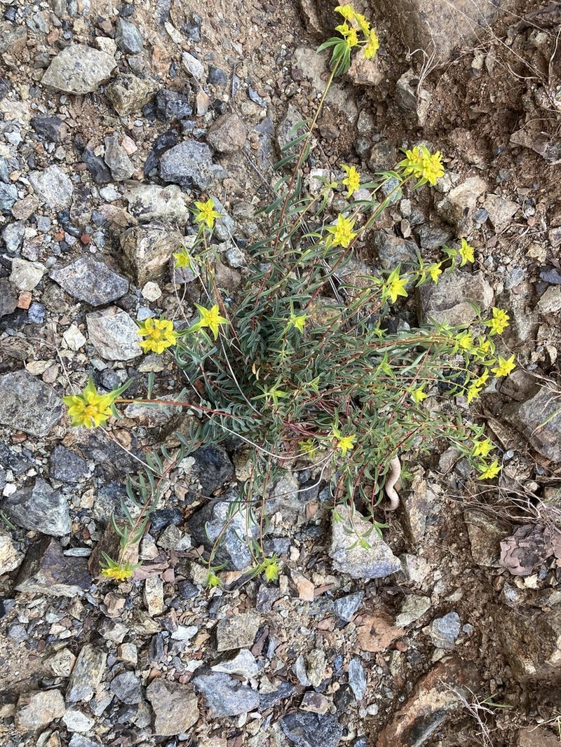 Euphorbia austroanatolica photo 8