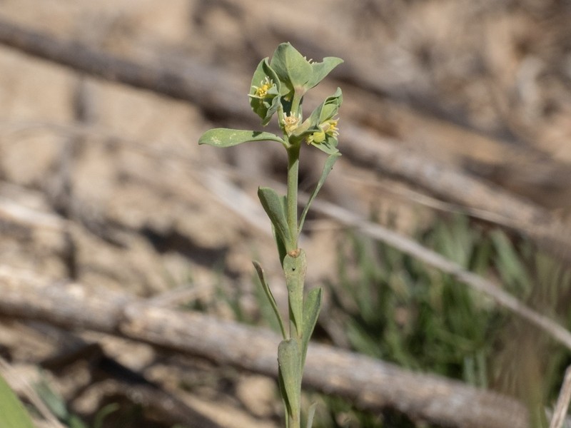 Euphorbia austrotexana photo 5