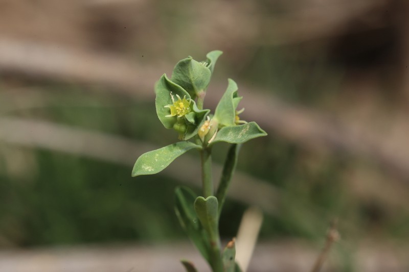 Euphorbia austrotexana photo 6