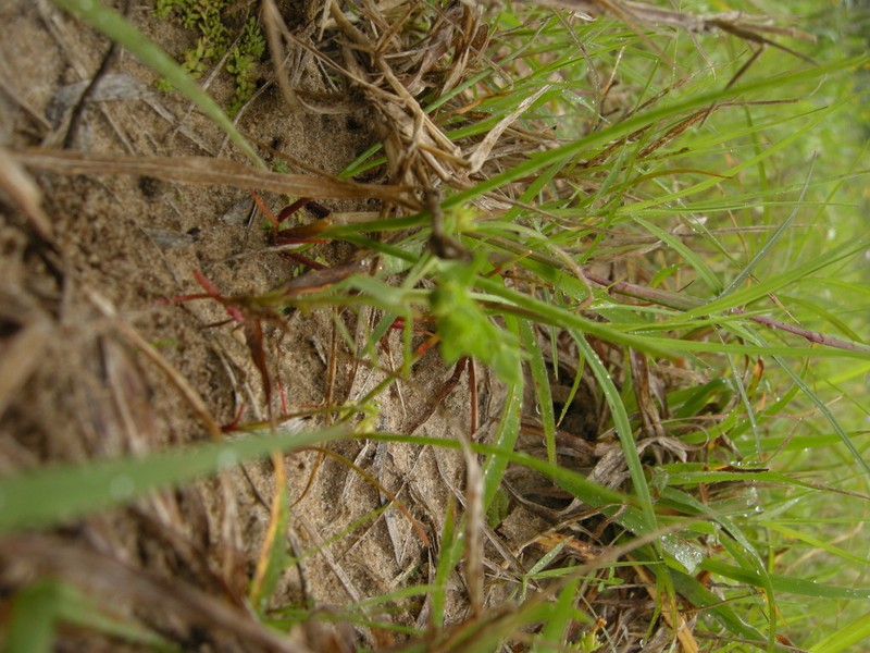 Euphorbia austrotexana photo 2