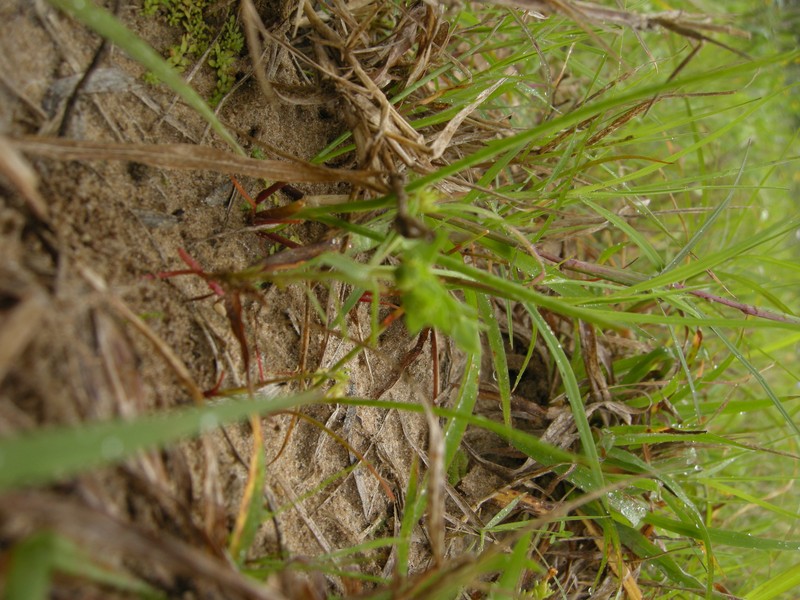 Euphorbia austrotexana photo 4
