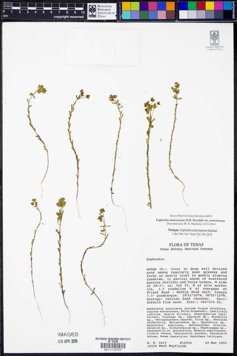 Euphorbia austrotexana var. austrotexana photo 2