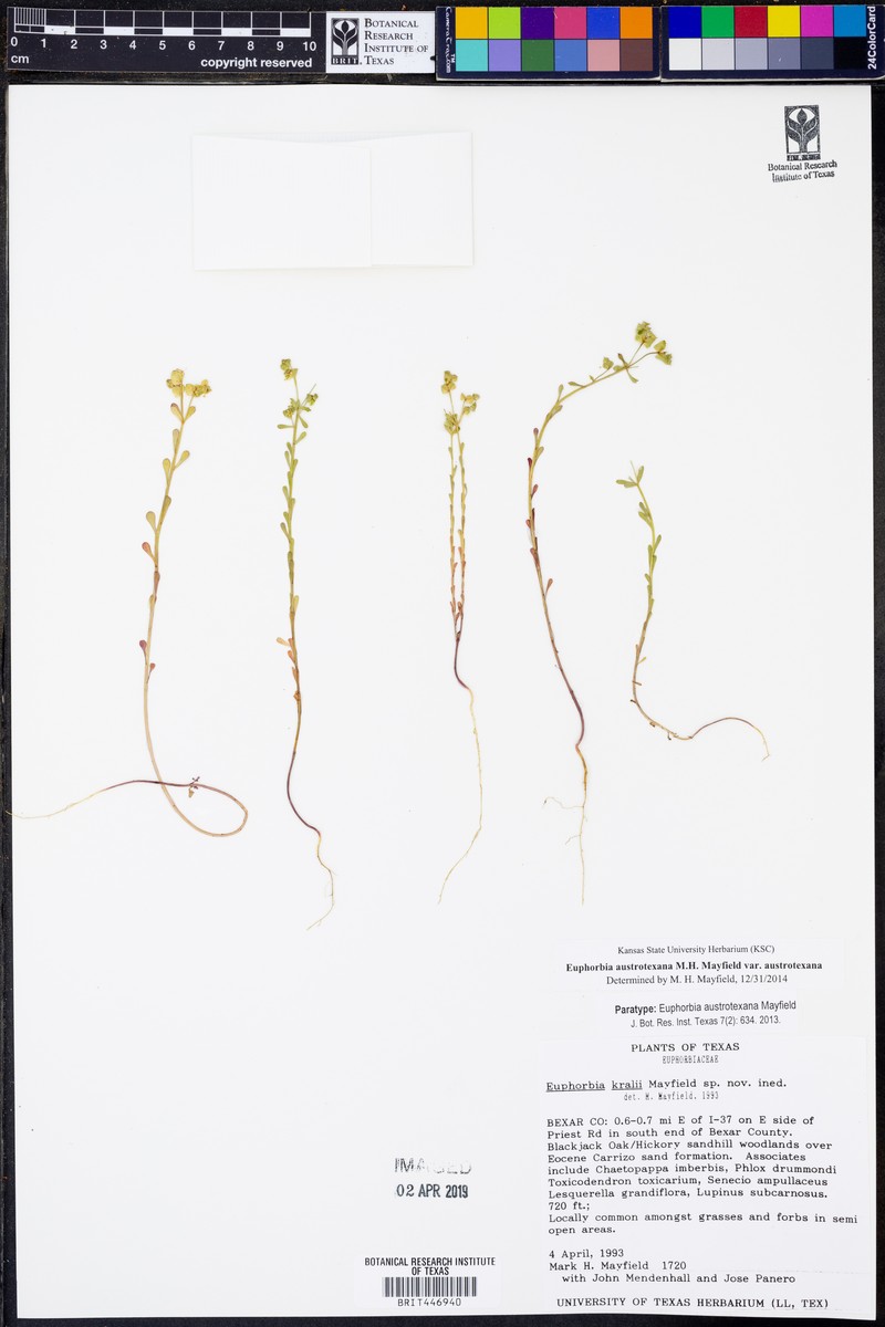 Euphorbia austrotexana var. austrotexana photo 3