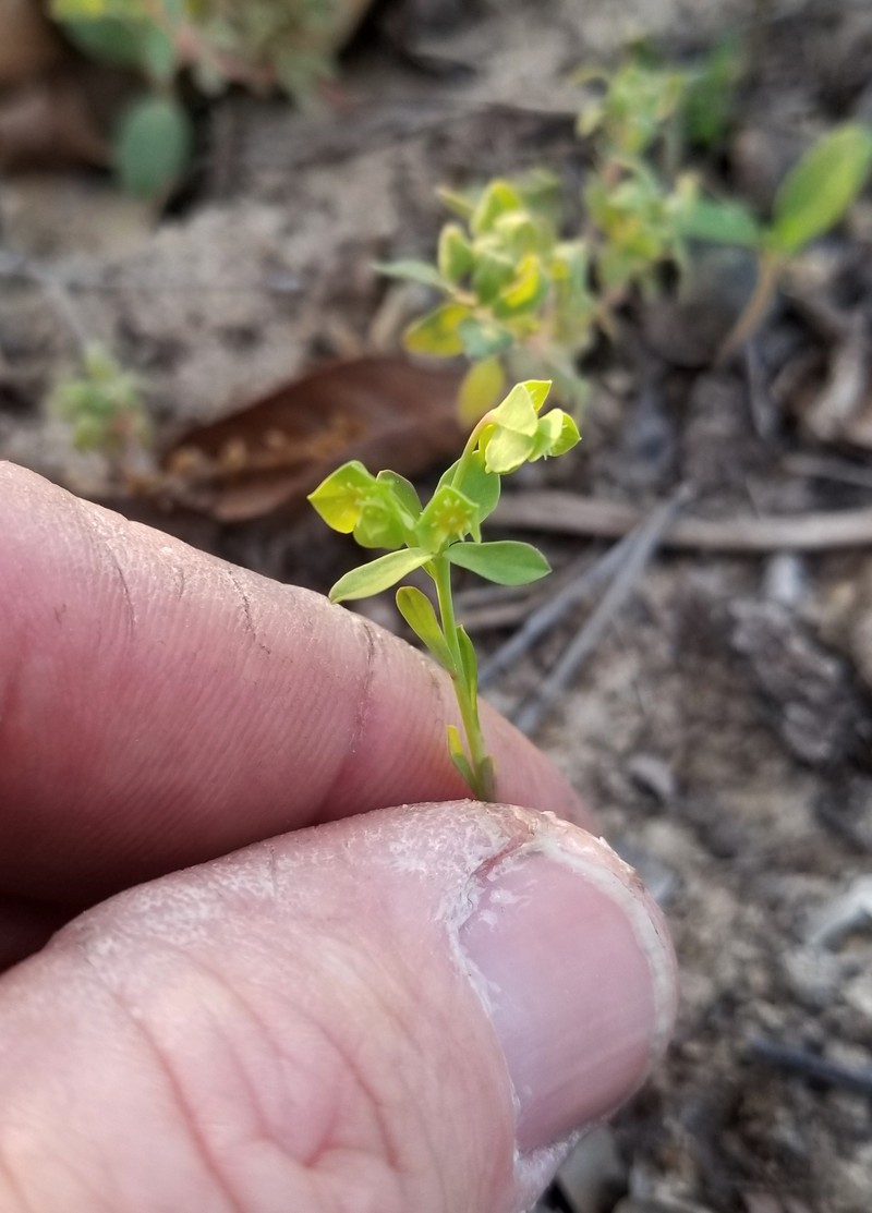 Euphorbia austrotexana var. austrotexana