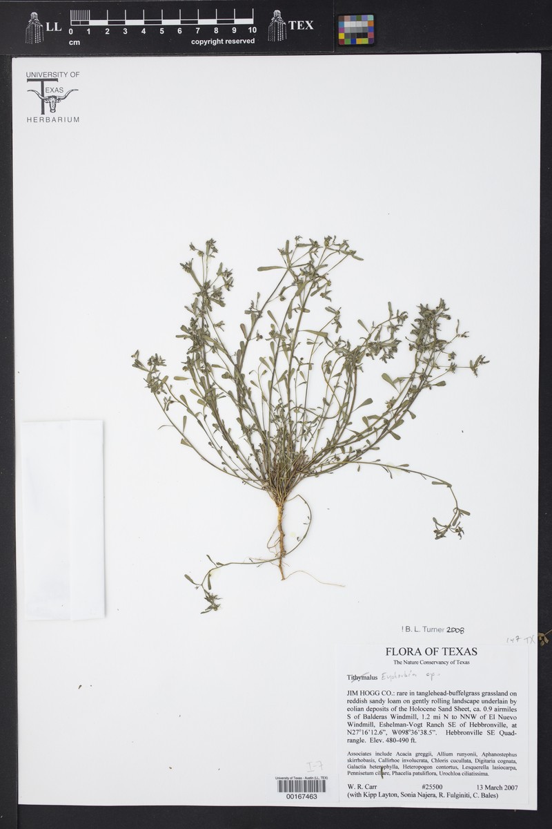 Euphorbia austrotexana var. carrii photo 2