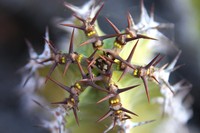 Euphorbia avasmontana