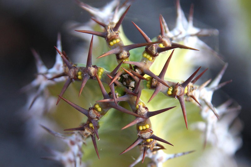 Euphorbia avasmontana