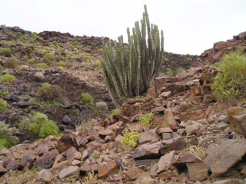 Euphorbia avasmontana photo 2