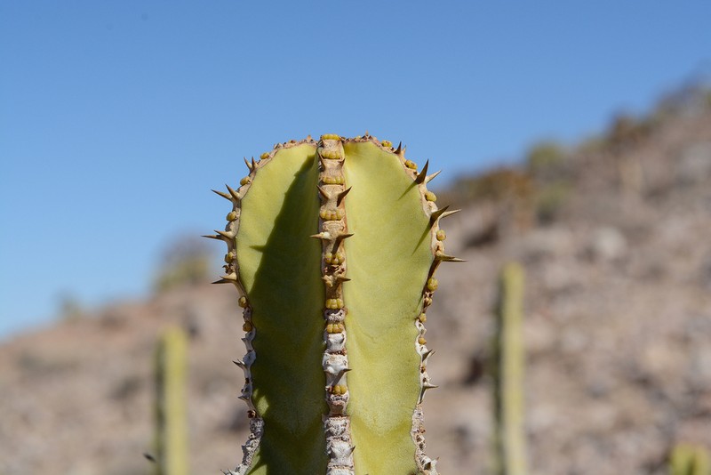 Euphorbia avasmontana photo 3