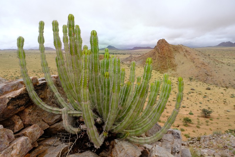 Euphorbia avasmontana photo 4