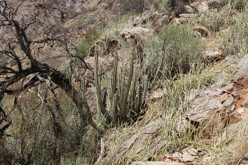 Euphorbia avasmontana photo 5