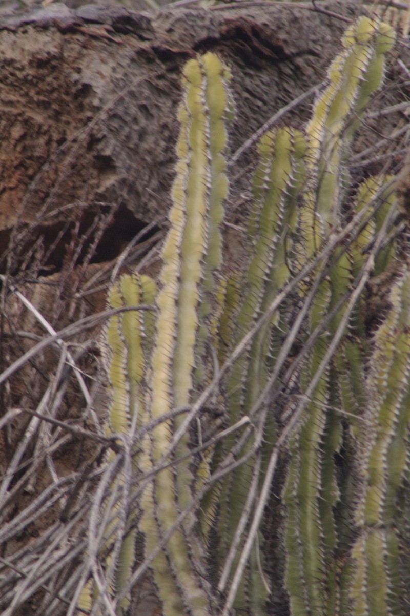 Euphorbia avasmontana photo 6