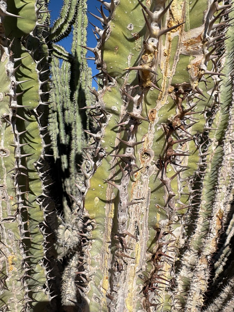 Euphorbia avasmontana photo 7