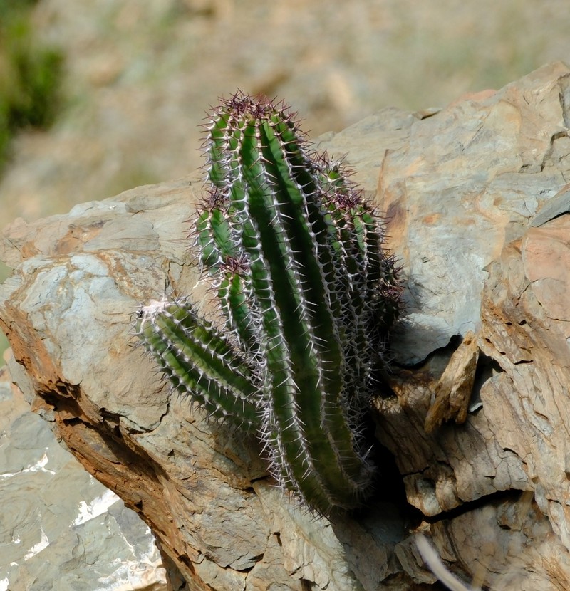 Euphorbia avasmontana photo 8