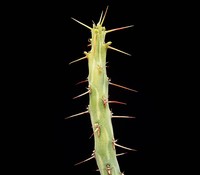 Euphorbia awashensis