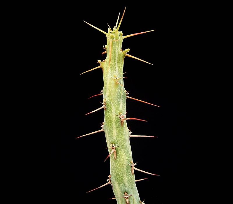 Euphorbia awashensis