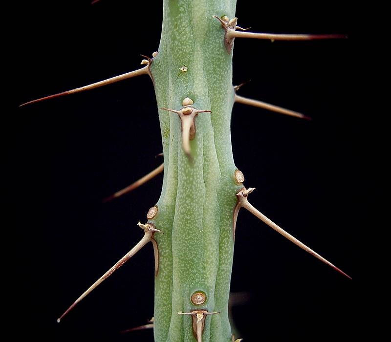 Euphorbia awashensis photo 2