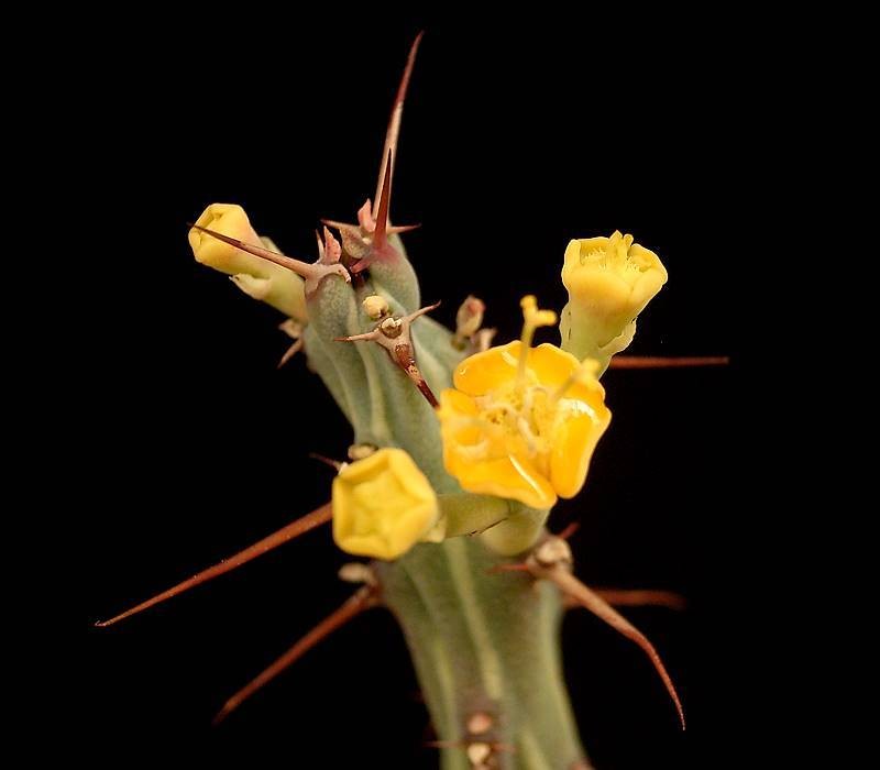 Euphorbia awashensis photo 3