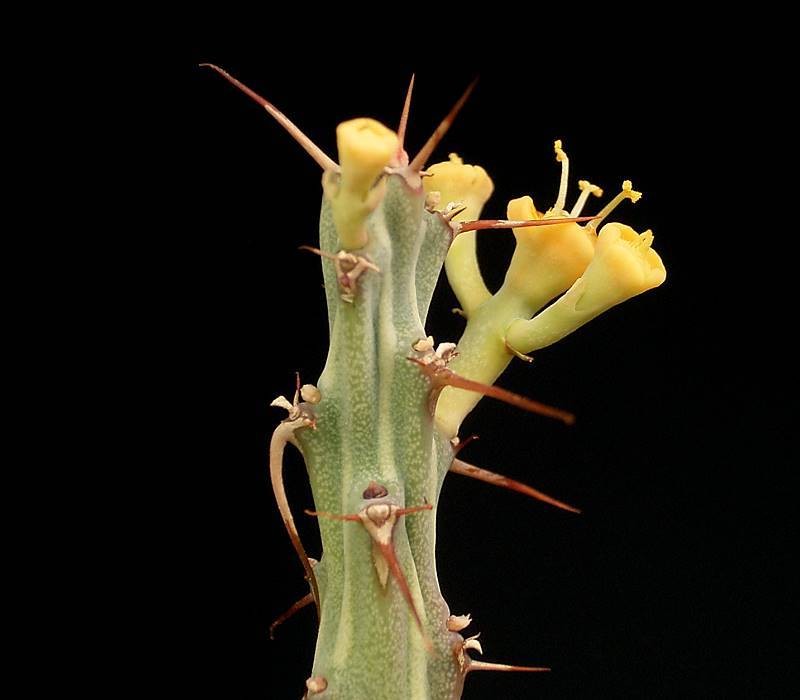 Euphorbia awashensis photo 4